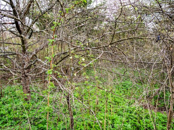 Underbrush Clearing in Providence