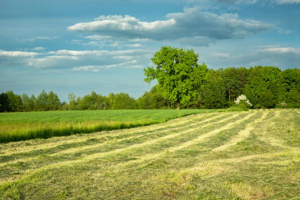 Cost of Vegetation Removal in Providence