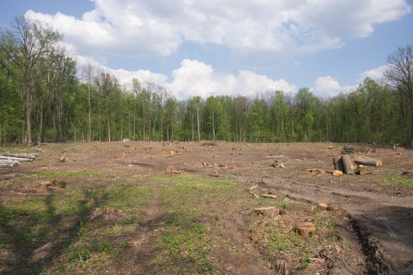 Pasture Clearing in Providence