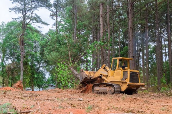 Forest Thinning in Providence