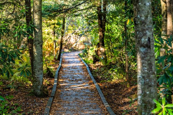 Cost of Trail Clearing in Providence