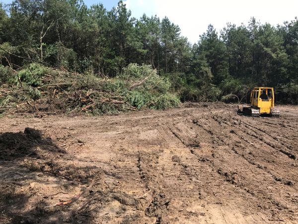 Thicket Clearing in Providence